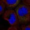 Colony Stimulating Factor 2 antibody, NBP2-56177, Novus Biologicals, Immunocytochemistry image 