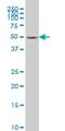 SAMM50 Sorting And Assembly Machinery Component antibody, H00025813-M04, Novus Biologicals, Western Blot image 