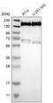 Thyroid Hormone Receptor Associated Protein 3 antibody, HPA012041, Atlas Antibodies, Western Blot image 