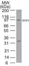 SUMO Specific Peptidase 5 antibody, PA1-41239, Invitrogen Antibodies, Western Blot image 