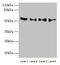 Tripartite motif-containing protein 15 antibody, CSB-PA887181LA01HU, Cusabio, Western Blot image 