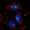 Zinc Finger Protein 800 antibody, NBP2-56679, Novus Biologicals, Immunocytochemistry image 