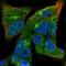 Conserved oligomeric Golgi complex subunit 3 antibody, HPA054470, Atlas Antibodies, Immunocytochemistry image 