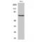 Heat Shock Protein Family A (Hsp70) Member 8 antibody, LS-C384025, Lifespan Biosciences, Western Blot image 