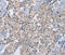 RAB8B, Member RAS Oncogene Family antibody, MBS2517206, MyBioSource, Immunohistochemistry frozen image 