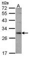 TNF Superfamily Member 15 antibody, PA5-28825, Invitrogen Antibodies, Western Blot image 