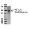 RAB1B, Member RAS Oncogene Family antibody, PA5-77783, Invitrogen Antibodies, Western Blot image 