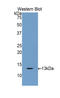 Gap Junction Protein Beta 3 antibody, LS-C300893, Lifespan Biosciences, Western Blot image 