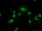 PHD Finger Protein 6 antibody, 51062-1-AP, Proteintech Group, Immunofluorescence image 