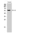 CCZ1 Homolog, Vacuolar Protein Trafficking And Biogenesis Associated antibody, STJ92255, St John