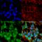Gamma-Aminobutyric Acid Type A Receptor Alpha5 Subunit antibody, SMC-494D-A594, StressMarq, Immunofluorescence image 