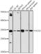 SCO Cytochrome C Oxidase Assembly Protein 2 antibody, GTX33486, GeneTex, Western Blot image 