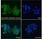 A-Kinase Anchoring Protein 9 antibody, LS-C54475, Lifespan Biosciences, Immunofluorescence image 