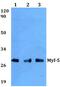 Myogenic factor 5 antibody, PA5-75281, Invitrogen Antibodies, Western Blot image 