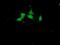 Cystatin-S antibody, NBP2-01656, Novus Biologicals, Immunofluorescence image 