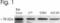 Heat Shock Protein Family A (Hsp70) Member 5 antibody, PA5-22905, Invitrogen Antibodies, Western Blot image 