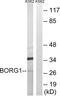 CDC42 Effector Protein 2 antibody, PA5-39082, Invitrogen Antibodies, Western Blot image 