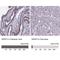 Serine And Arginine Rich Splicing Factor 5 antibody, NBP1-92381, Novus Biologicals, Immunohistochemistry paraffin image 