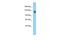 Pleckstrin Homology And RhoGEF Domain Containing G3 antibody, PA5-46053, Invitrogen Antibodies, Western Blot image 
