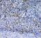 CD7 Molecule antibody, PA5-78998, Invitrogen Antibodies, Immunohistochemistry frozen image 
