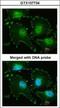 Four And A Half LIM Domains 2 antibody, GTX107734, GeneTex, Immunocytochemistry image 