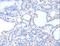 Acyl-CoA Dehydrogenase Family Member 8 antibody, LS-C401151, Lifespan Biosciences, Immunohistochemistry frozen image 