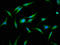 GDP-Mannose 4,6-Dehydratase antibody, LS-C671389, Lifespan Biosciences, Immunofluorescence image 