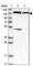 NLR Family Pyrin Domain Containing 2 antibody, HPA020765, Atlas Antibodies, Western Blot image 