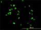 Chromosome Segregation 1 Like antibody, H00001434-M02, Novus Biologicals, Immunofluorescence image 