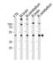 Retina And Anterior Neural Fold Homeobox antibody, PA5-11478, Invitrogen Antibodies, Western Blot image 