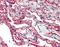 S100 Calcium Binding Protein A10 antibody, orb88936, Biorbyt, Immunohistochemistry paraffin image 