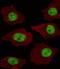 LIM Domain Only 4 antibody, MBS9207365, MyBioSource, Immunofluorescence image 