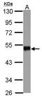 Smad Nuclear Interacting Protein 1 antibody, PA5-29412, Invitrogen Antibodies, Western Blot image 