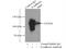 Cadherin 3 antibody, 13773-1-AP, Proteintech Group, Immunoprecipitation image 