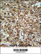 WD Repeat Domain 43 antibody, 61-948, ProSci, Immunohistochemistry paraffin image 