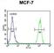 CycT1 antibody, abx025835, Abbexa, Western Blot image 