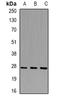 Kruppel Like Factor 9 antibody, orb341251, Biorbyt, Western Blot image 