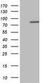 Ribosomal Protein S6 Kinase A2 antibody, TA809876, Origene, Western Blot image 