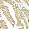 Dickkopf WNT Signaling Pathway Inhibitor 3 antibody, 18-691, ProSci, Immunohistochemistry frozen image 
