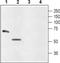 Glycine Receptor Alpha 4 antibody, PA5-77444, Invitrogen Antibodies, Western Blot image 