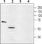 Glycine Receptor Alpha 4 antibody, PA5-77444, Invitrogen Antibodies, Western Blot image 