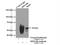 DEAD-Box Helicase 19B antibody, 18285-1-AP, Proteintech Group, Immunoprecipitation image 