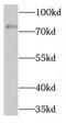 Thimet Oligopeptidase 1 antibody, FNab08671, FineTest, Western Blot image 