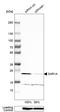 SARA antibody, HPA006923, Atlas Antibodies, Western Blot image 