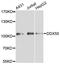 DExD-Box Helicase 50 antibody, A8628, ABclonal Technology, Western Blot image 