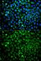 Catechol-O-Methyltransferase antibody, GTX33108, GeneTex, Immunocytochemistry image 