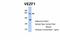 Vascular Endothelial Zinc Finger 1 antibody, A07248, Boster Biological Technology, Western Blot image 