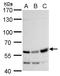 Rhotekin antibody, GTX114161, GeneTex, Western Blot image 