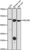 N-Terminal EF-Hand Calcium Binding Protein 3 antibody, A15500, ABclonal Technology, Western Blot image 