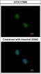 Proteasome Subunit Beta 7 antibody, GTX117690, GeneTex, Immunocytochemistry image 